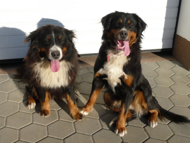 Melly & Ruby, februar 2008 - foto