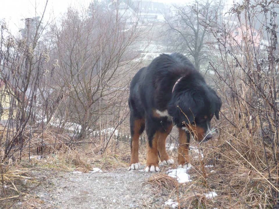 Januar 2009 - foto povečava