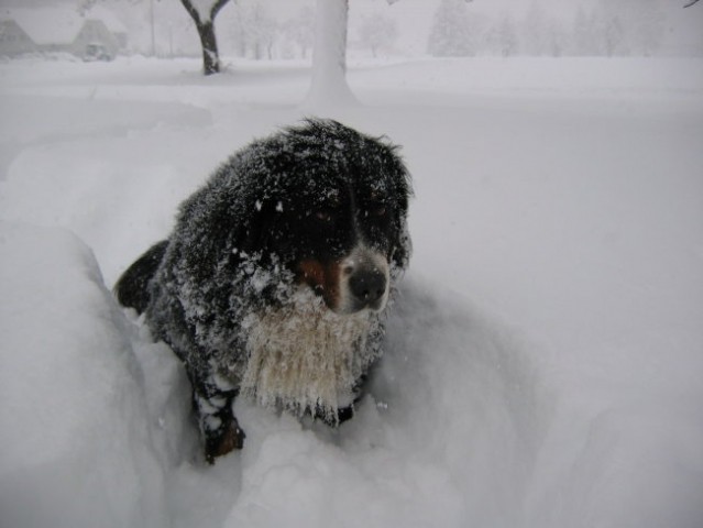 Snežni metež, 5.3.2006 - foto