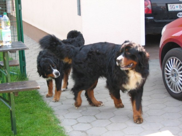 Srečanje naših mladičkov, 13.5.2006 - foto