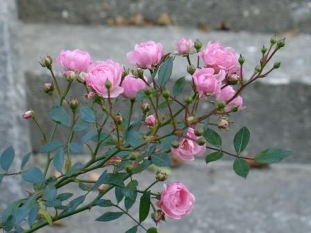 Vrtnice plezalke:P

