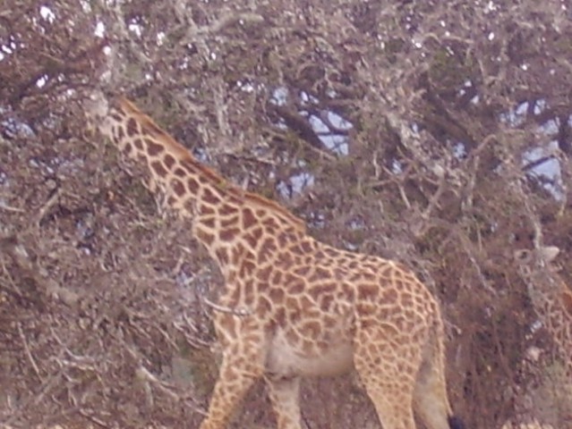 Kenija2006 - foto