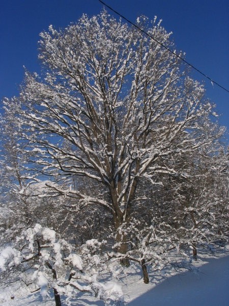 Zima 2006 - foto povečava