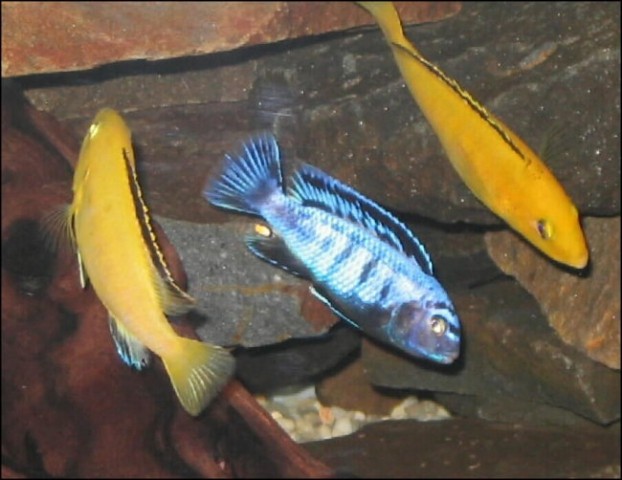Pseudotropheus saulosi med Labidochromis caeruleusoma
