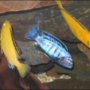 Pseudotropheus saulosi med Labidochromis caeruleusoma
