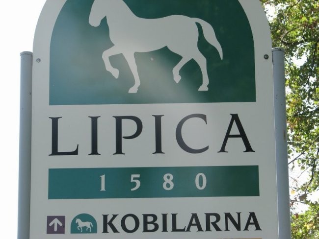 LIPICA - foto povečava