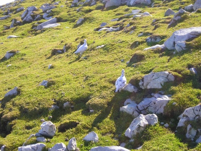 Roblek, Begunjščica - foto povečava