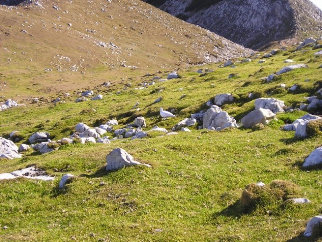 Roblek, Begunjščica - foto