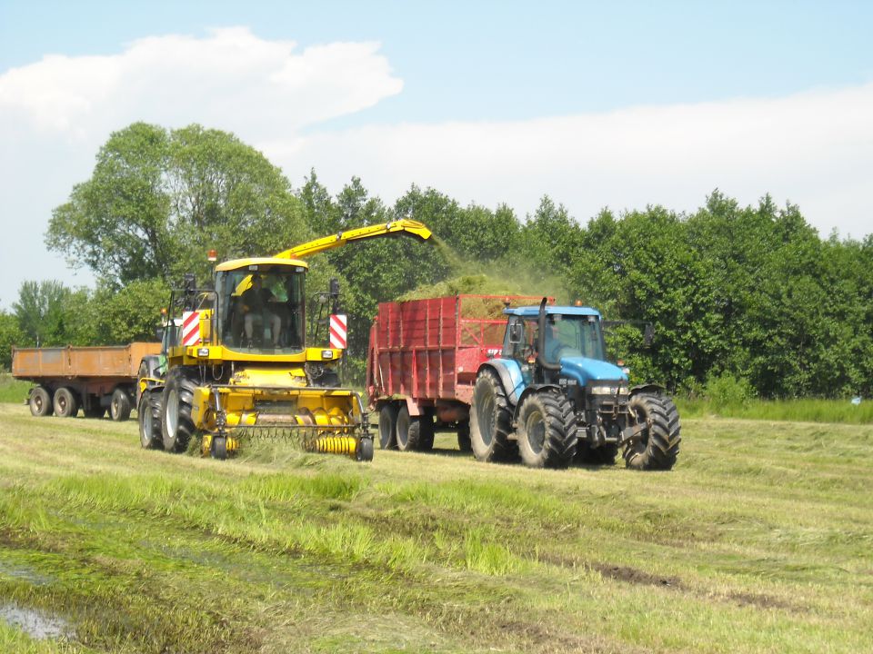 silaža trave