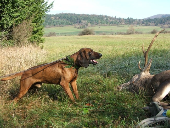 Jelen - foto povečava