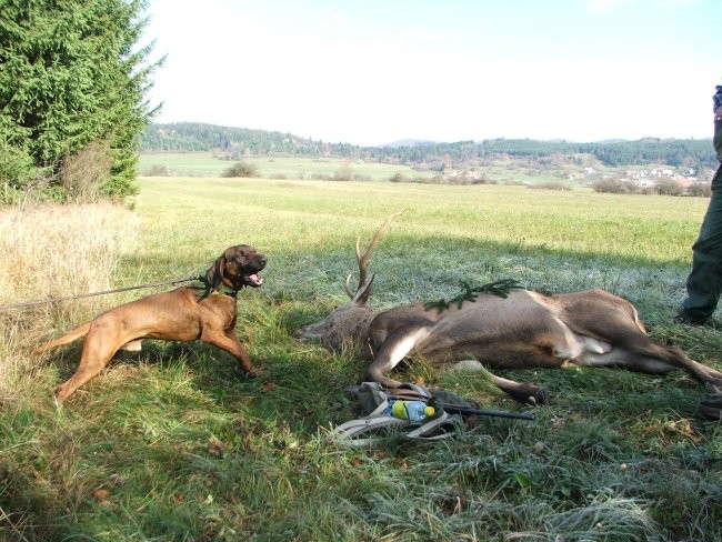 Jelen - foto povečava