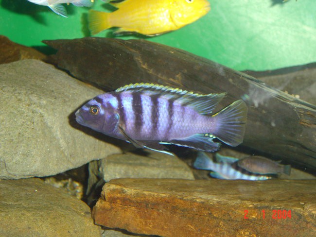 Labidochromis Mbamba