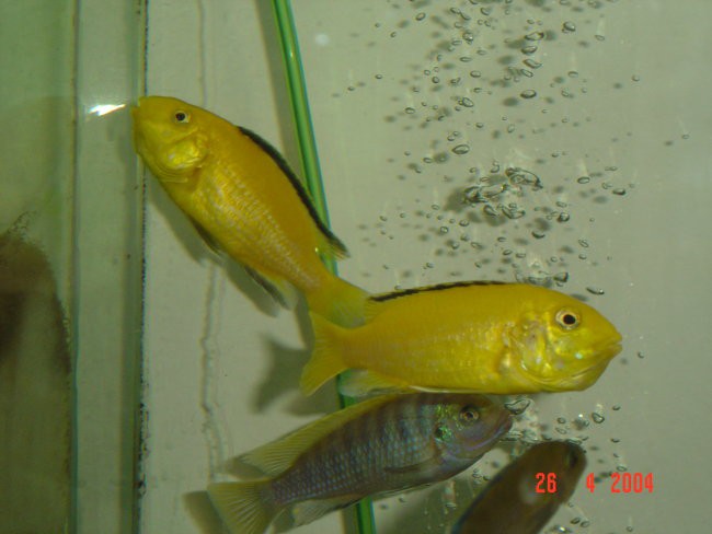 Labidochromis careuleus 