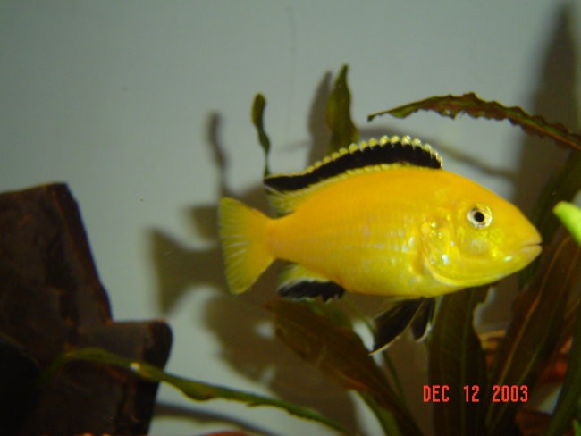 Labidochromis careuleus