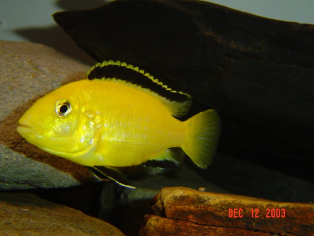 Labidochromis careuleus