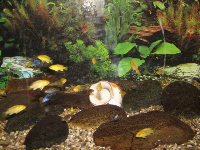 mladi caureleus