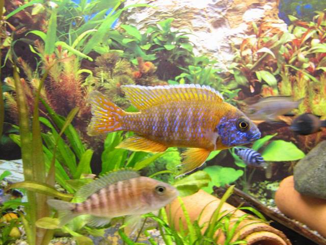 Aulonocara red rubin
