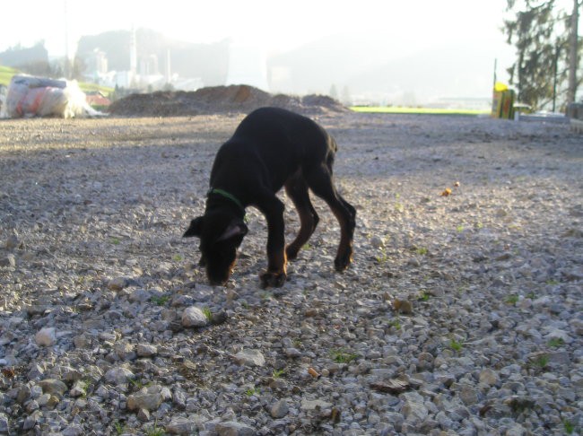 Mladiček drugi dan pri nas (spoznavanje s Pal - foto povečava