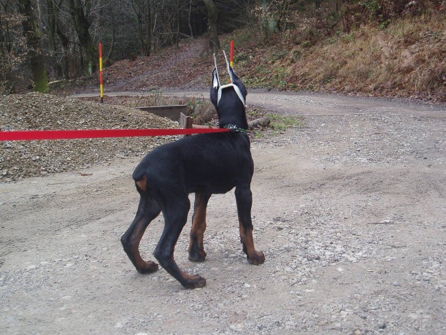 Iron na sprehodu dopoldne pred božičnim večer - foto povečava