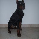 Iron star tri mesece