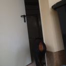 Iron in Pal 4,5 meseca