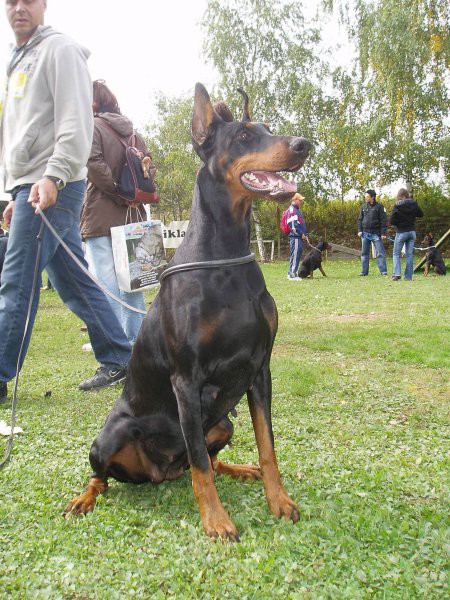 Doberman AA - foto