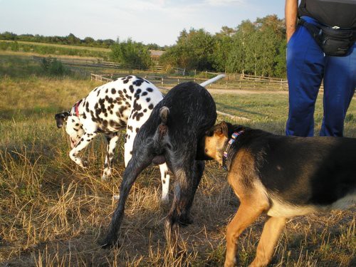 Ron&Keti - foto povečava