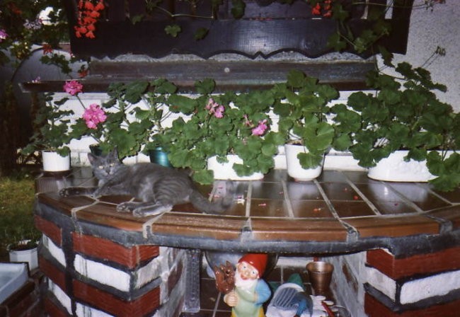 SIVKO 2 - foto povečava