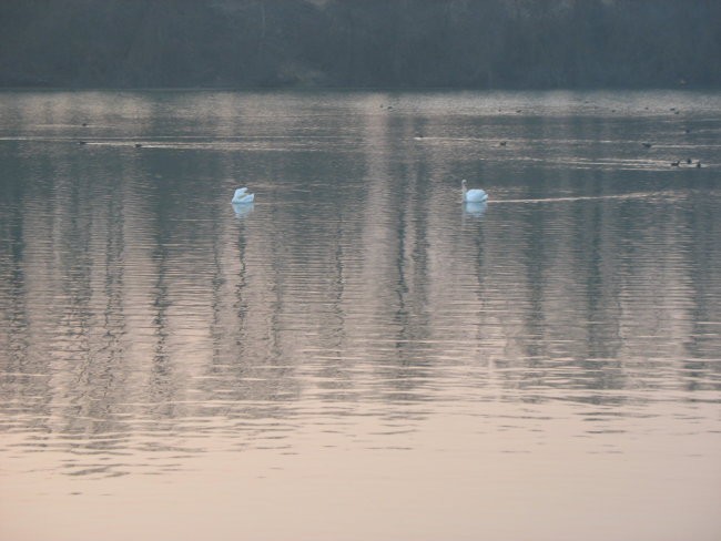 Vrbina2008 - foto povečava