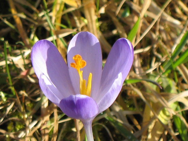 Fišingi pomlad - foto povečava