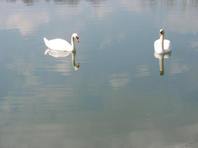 Fišingi pomlad - foto povečava