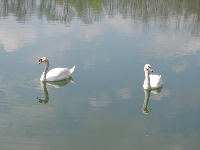 Fišingi pomlad - foto povečava