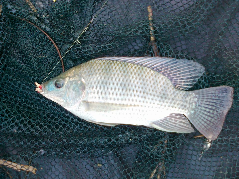 Ribe2011 - foto povečava