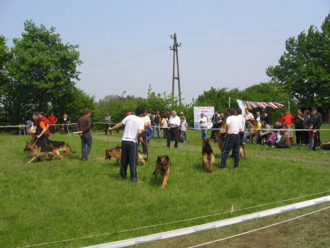 Specialna razstava nemških ovčarjev Vanča vas - foto povečava