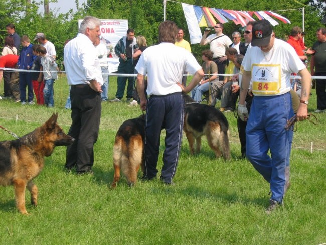 Specialna razstava nemških ovčarjev Vanča vas - foto povečava