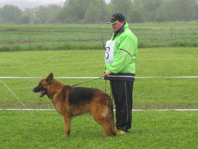 Specialna razstava nemških ovčarjev Varaždin  - foto povečava