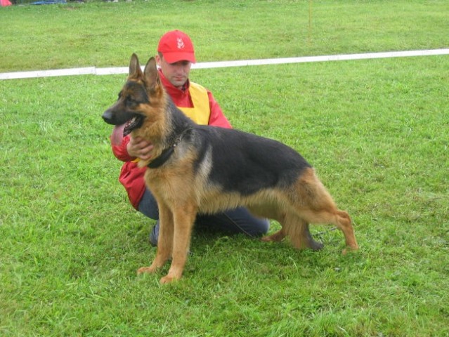 Specialna razstava nemških ovčarjev Mali Bako - foto