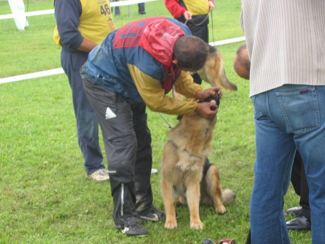 Specialna razstava nemških ovčarjev Mali Bako - foto povečava