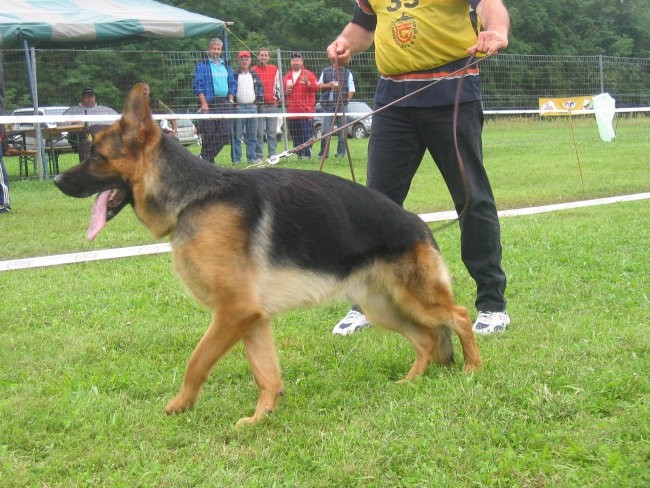 Specialna razstava nemških ovčarjev Mali Bako - foto povečava