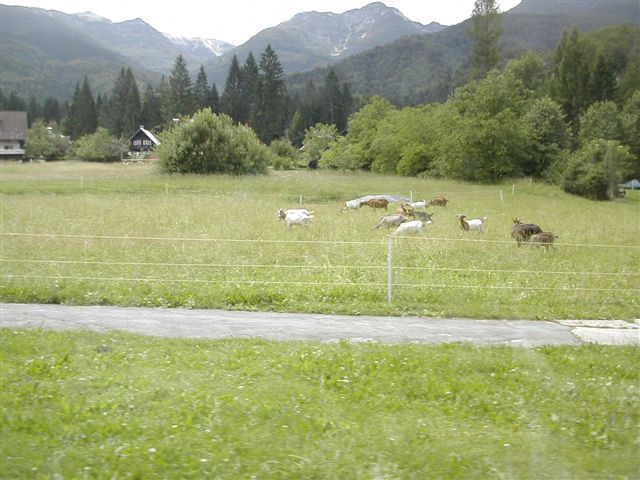 Gorje-Pokljuka-Bohinj-Bled-Gorje - foto povečava