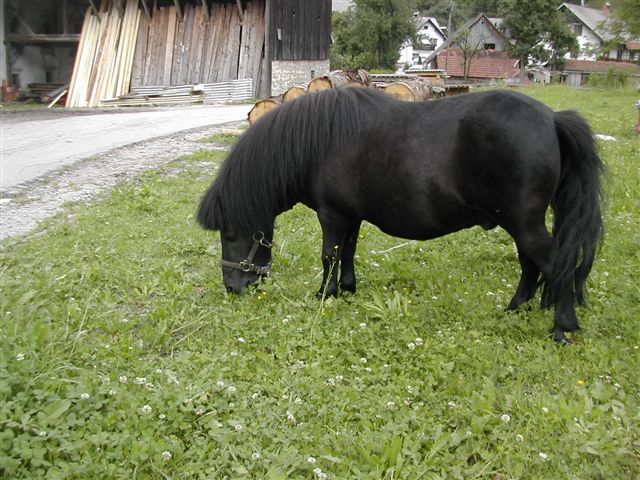 Gorje-Pokljuka-Bohinj-Bled-Gorje - foto