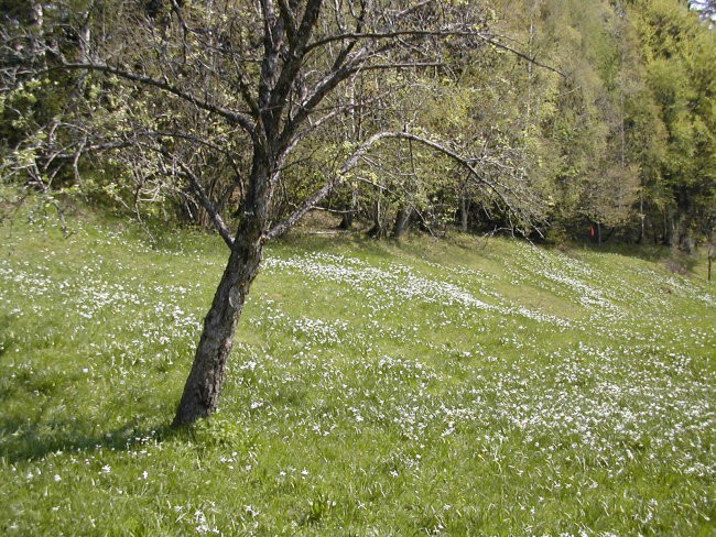 Plavški rovt nad Jesenicami - foto povečava