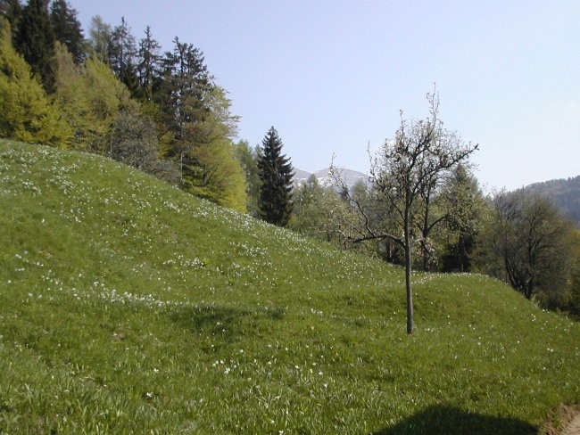 Plavški rovt nad Jesenicami - foto povečava