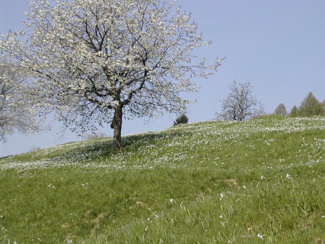 Plavški rovt nad Jesenicami - foto povečava