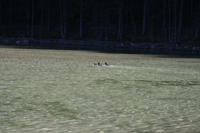 Na potepu po dolini Kokre1 - foto povečava