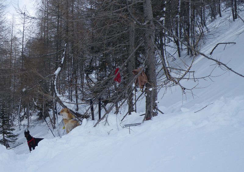 Vršič . lavina 2010 - foto povečava