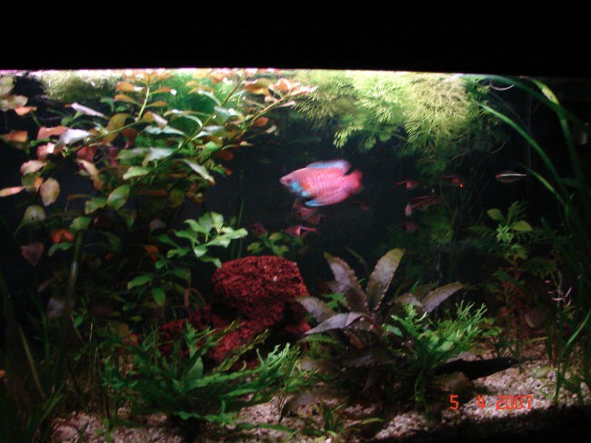 60l akvarij 1 - foto povečava