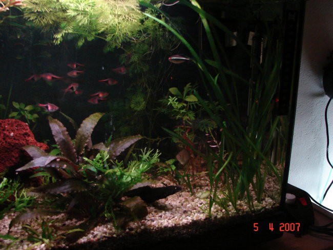 60l akvarij 1 - foto povečava