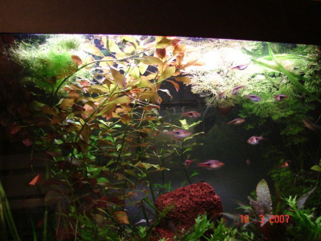 60l akvarij 1 - foto
