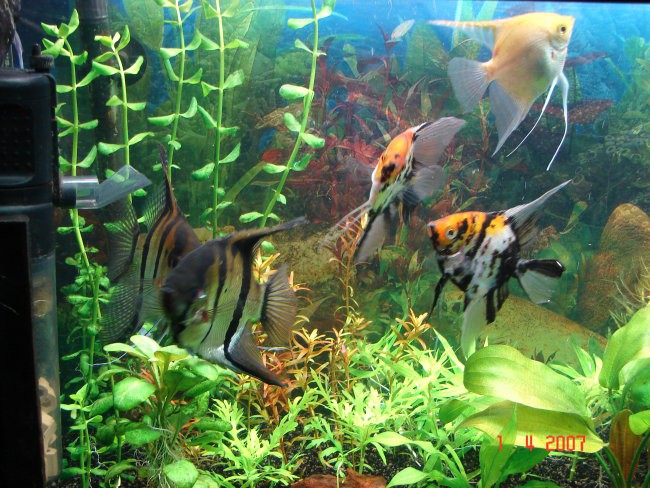 Akvarij april 2007 - foto povečava